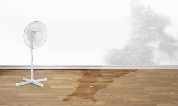Best Water damage restoration specialists  in Belle Fourche, SD